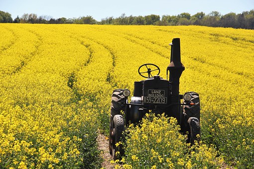 field-of-rapeseeds-1382772__340.jpg